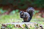 Black squirrel eating a nut