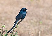 Black drongo perched on a branch