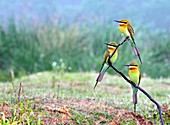 Blue-tailed bee-eaters perching