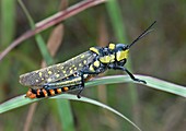 Northern spotted grasshopper