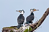 Great cormorants nesting