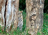 Leopard hiding amongst trees