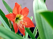 Hippeastrum sp. flower