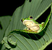 Malabar gliding frog