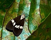 Common Nyctemera moth