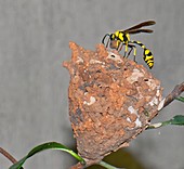 Potter wasp with nest