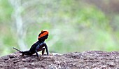 Male South Indian rock agama