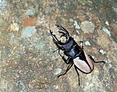 Stag beetle (Odontolabis delesserti)