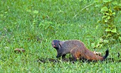 Stripe-necked mongoose