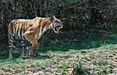 Bengal tigress snarling
