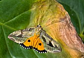 Dot-underwing moth