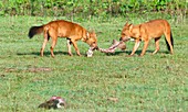 Wild dogs playing with a carcass