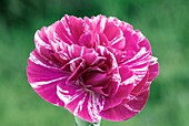 Dianthus 'Cosmic Swirl Pink'