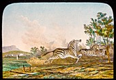Hunting quagga,19th century