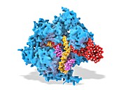 CRISPR-Cas9 gene editing complex