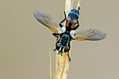 Fly - Cylindromyia interrupta