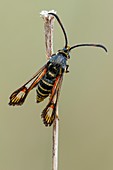 Six-belted Clearwing