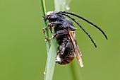 Longhorn Bee
