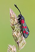 Six-spot Burnet Moth