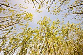 Willow trees being grown as biofuel
