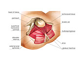 Pelvic floor muscles in childbirth