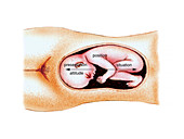 Full term foetus,illustration