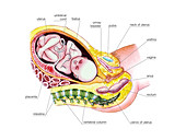 Full term foetus,illustration