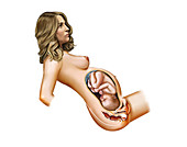 Childbirth,illustration