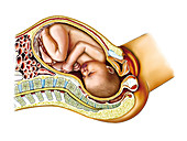 Childbirth,illustration