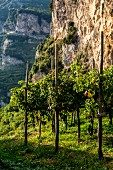 Weinanbau, Amalfiküste, Italien