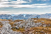 Steinböcke auf dem Hochplateau des Schneibstein im Nationalpark Berchtesgaden, Bayern, Deutschland