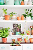 Vintage crockery, storage jars, terracotta pots and house plants arranged on white shelves