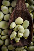 Broad beans on a wooden spoon