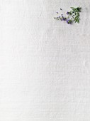 Hyssop sprig with flowers on a white surface