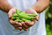 A person holding freshly picked mange tout