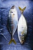 Two fresh Thai mackerel
