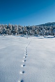 Tracks in snow in wintry landscape