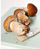 Fresh porcini mushrooms with brushes