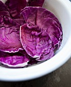 Freshly washed red cabbage leaves in a colander