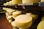 Wheels of cheese in a ripening cellar (Imbabura, Ecuador)