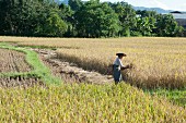 A woman in a rice paddy harvesting rice (Myanmar, Burma)