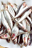 Anchovies