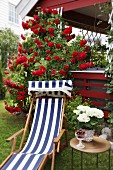 Blue and white striped deckchair and side table in front of red rose climbing over red veranda in garden