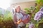 Woman cutting hydrangeas with secateurs