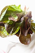 Red oak leaf lettuce