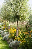 In Reihe gepflanzte Bäumchen, Sonnenhut und Lavendel in sommerlichem Garten