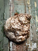 A rappahannock oyster