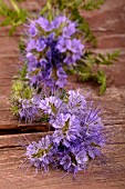 Phacelia flowers on a wooden surface