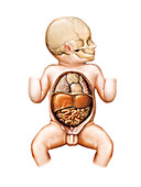Newborn internal organs,illustration