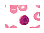 Lymphocyte blood cell,illustration